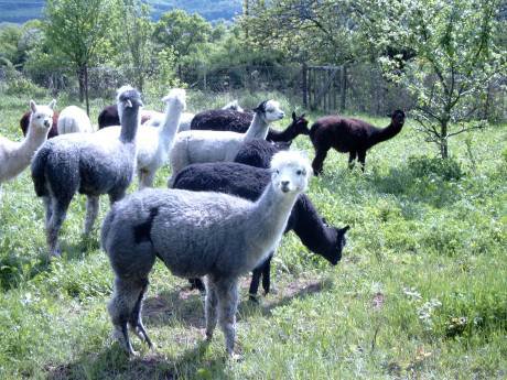 alpacas-herd-o.jpg