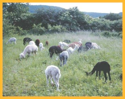 alpacas-on-green.jpg