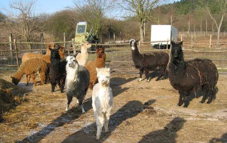 alpacas-outside.jpg