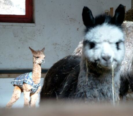 alpacas-real-pic.jpg