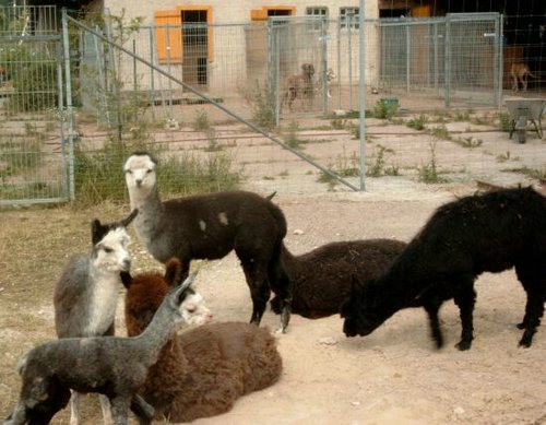alpacas-youngsters.jpg