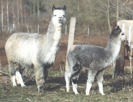 alpaka-con-cria1.jpg