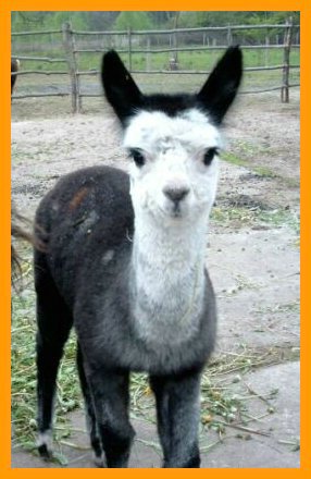 grey-alpaca.jpg