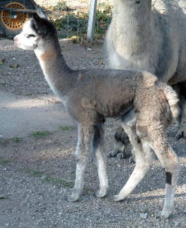 grey-alpaka-cria.jpg