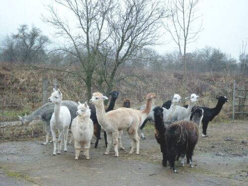 group-alpacas.jpg