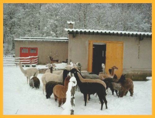 group-snow-alpacas.jpg