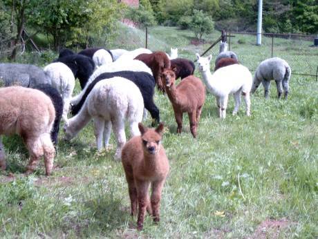 herd-of-alpacas.jpg