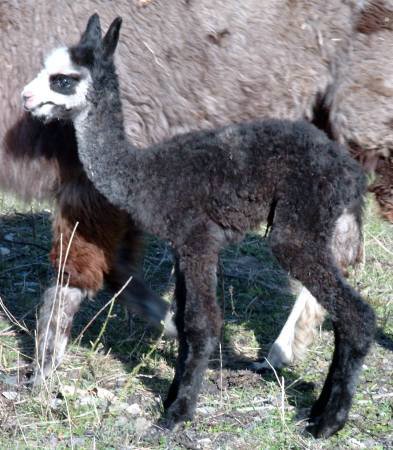 huacaya-1-day-cria.jpg