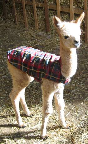 male-alpakas-cria.jpg