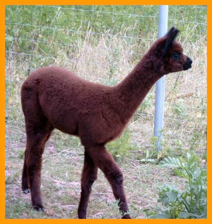 red-alpaca-male.jpg