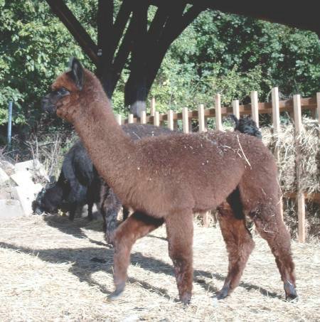 red-alpaca.jpg