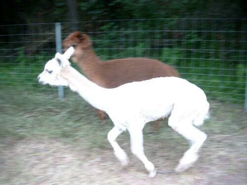 run-alpaca-cria.jpg