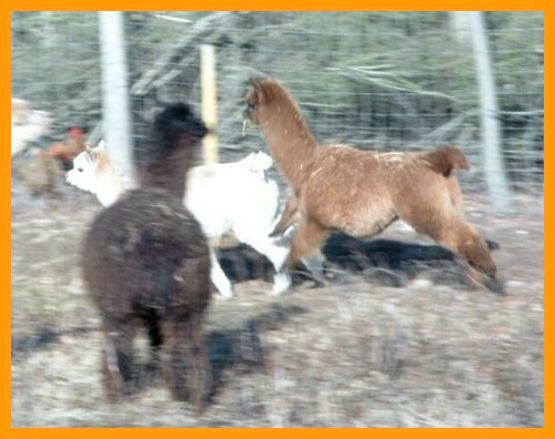 run-alpaca.jpg