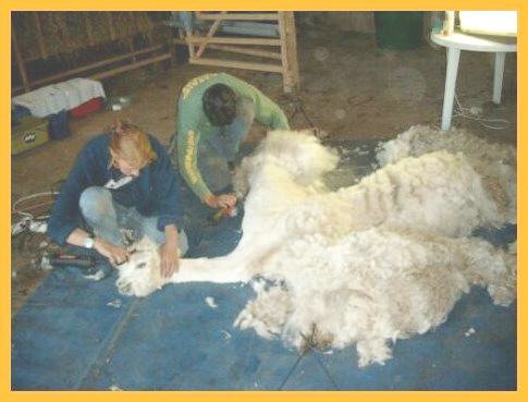 sheering-alpacas.jpg