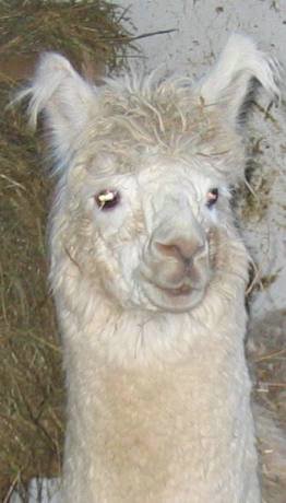 shezzam-alpacas.jpg