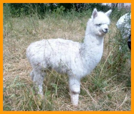 snowwhite-alpaca.jpg