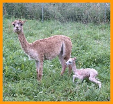 suri-1h-old-alpaca.jpg