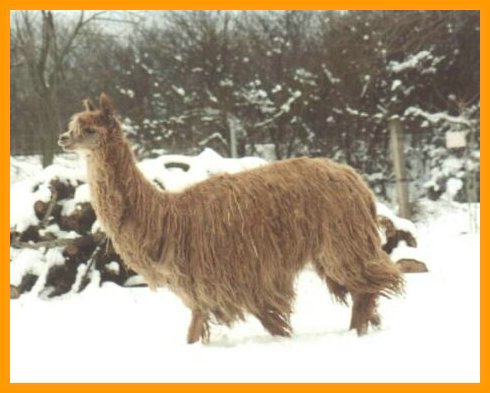 suri-alpaca-7.jpg