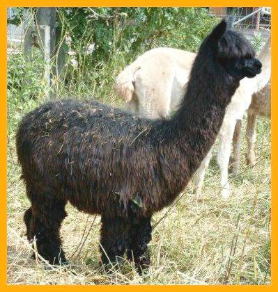 suri-alpaca-bilder.jpg