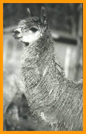 suri-alpaca-head.jpg