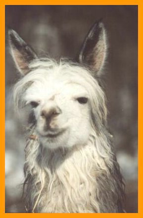 suri-alpacas.jpg