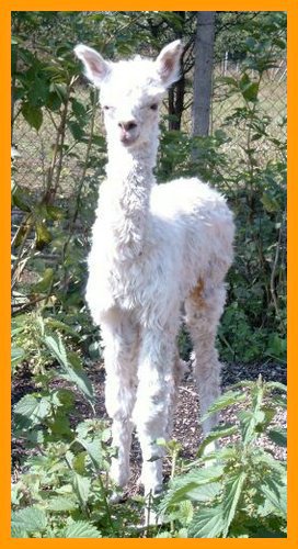 suri-cria-1-day.jpg