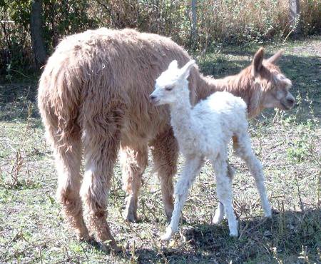 suri-cria-alpaca8.jpg