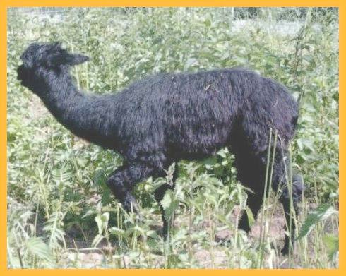 suri-cria-black.jpg