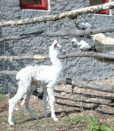 suri-cria-ws.jpg