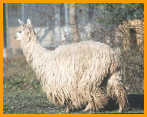 surialpaca.jpg