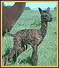 20min-old-alpaca.jpg