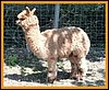 alpaca-426.jpg