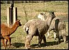 alpaca-birth-foto.jpg