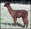 alpaca-redmale.jpg