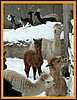 alpacas,snow.jpg
