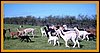 alpacas-herd-1.jpg