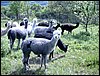 alpacas-herd-o.jpg