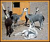 alpacas-laydown.jpg