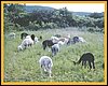 alpacas-on-green.jpg