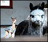alpacas-real-pic.jpg