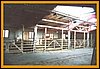 alpacas-stable-1.jpg