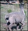 birth-alpaca.jpg
