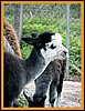 cria-alpaca-grey.jpg