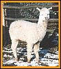 cria-alpaca-ws.jpg