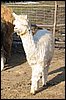 cria-suri-ws.jpg