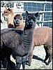 crias-3-alpacas.jpg