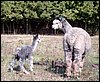 firstwalk-alpacas.jpg