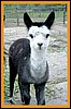grey-alpaca.jpg