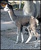 grey-alpaka-cria.jpg