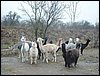 group-alpacas.jpg